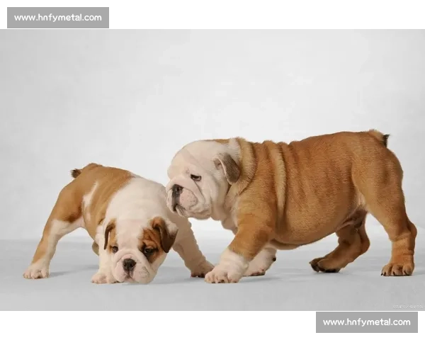 沙皮犬萌趣大赛精彩瞬间与训练技巧全纪录