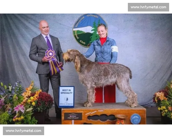 法斗犬竞技盛宴精彩瞬间全记录与训练技巧揭秘