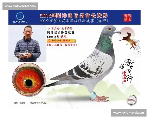 信鸽竞技大赛精彩纷呈高手云集展现飞翔速度与智慧的极限挑战
